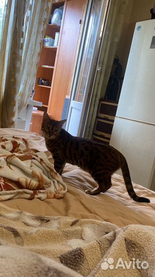 Бенгальский кот