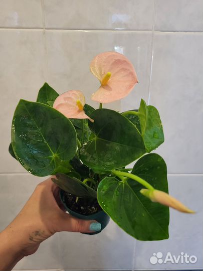 Антуриум детки сеанса, Оранж чемпион, cariad