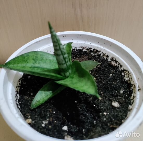 Кактус в керамике