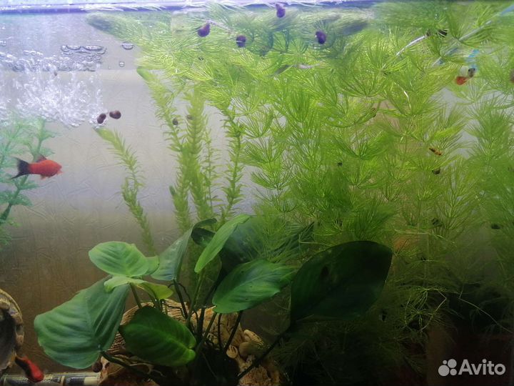 Аквариумные водоросли