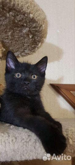 Черный котенок 5мес Арми привит домашний