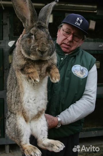 Мясо кролика