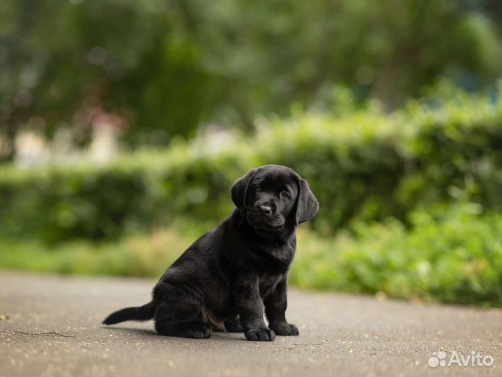 Щенки лабрадора в питомнике РКФ