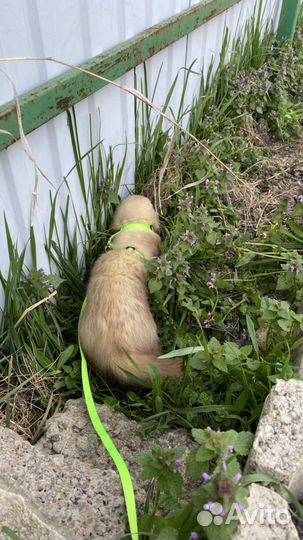 Хорек вязка