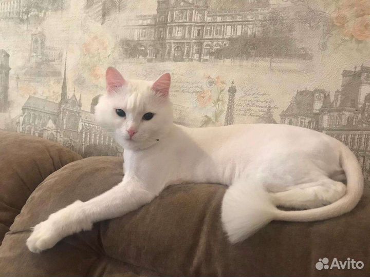 Стрижка кошек/котов и собак