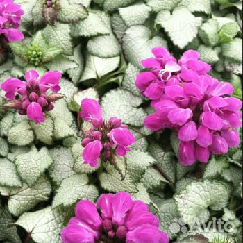 Домашние цветы разные