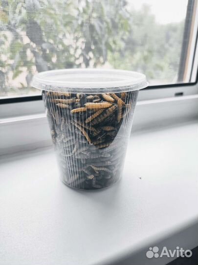 Микс сушёных насекомых