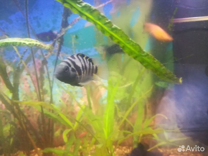 Цихлида чернополосая пара