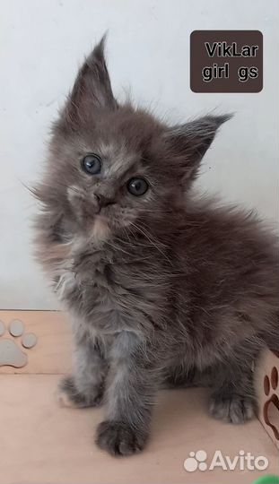 Котята мейнкуна