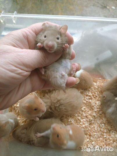 Хомячки сирийские редкие Молочный Шоколад ручные