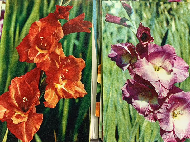 Открытки СССР цветы гладиолусы