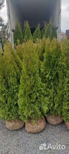 Туя смарагд