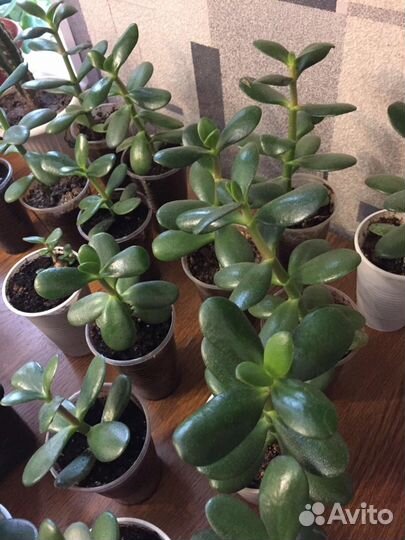 Денежное дерево