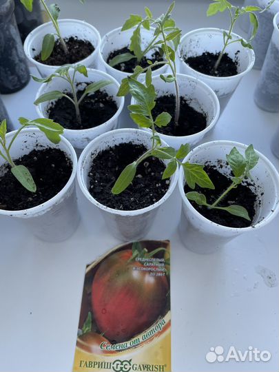 Рассада перца, помидор