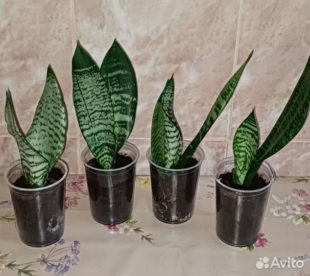 Сансевиерия (щучий хвост)