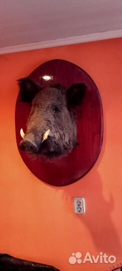 Голова кабана на доске