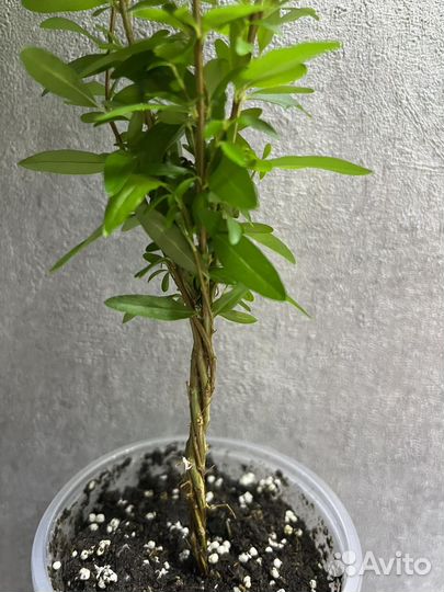 Комнатный плодоносящий гранат сорт nana