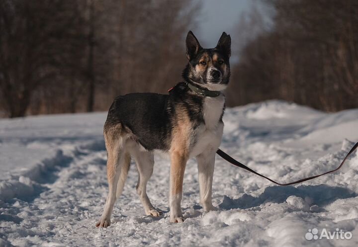 Красавец Альбус ищет дом