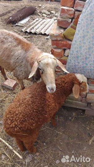Овцы бараны ягнята