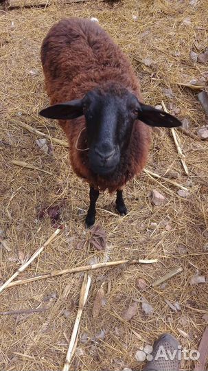 Овцы бараны ягнята