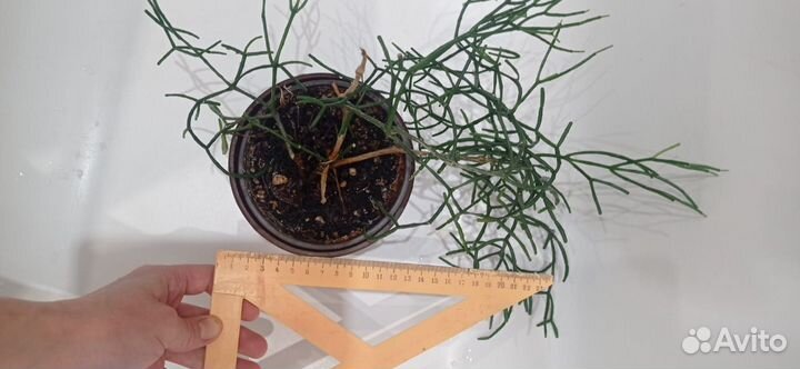 Хатиора, алое и хлорофитум в хорошие руки