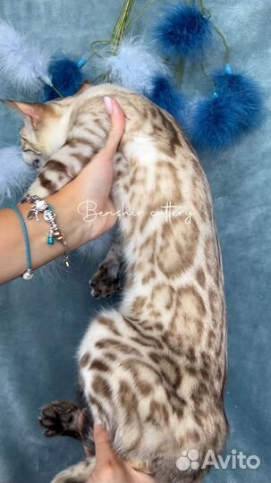 Бенгальский котик снежного окраса Benshir Mailo