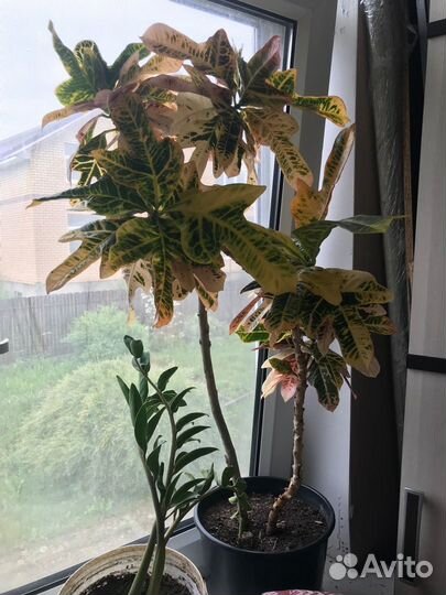 Комнатные цветы