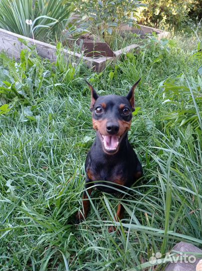 Щенки цвергпинчера