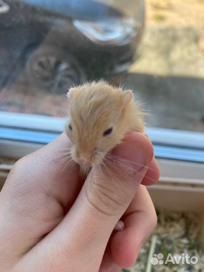 Мышь песчанка