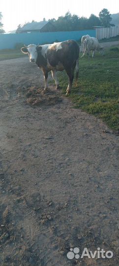 Телка стельная