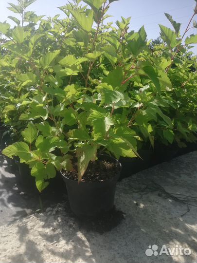 Растения для сада