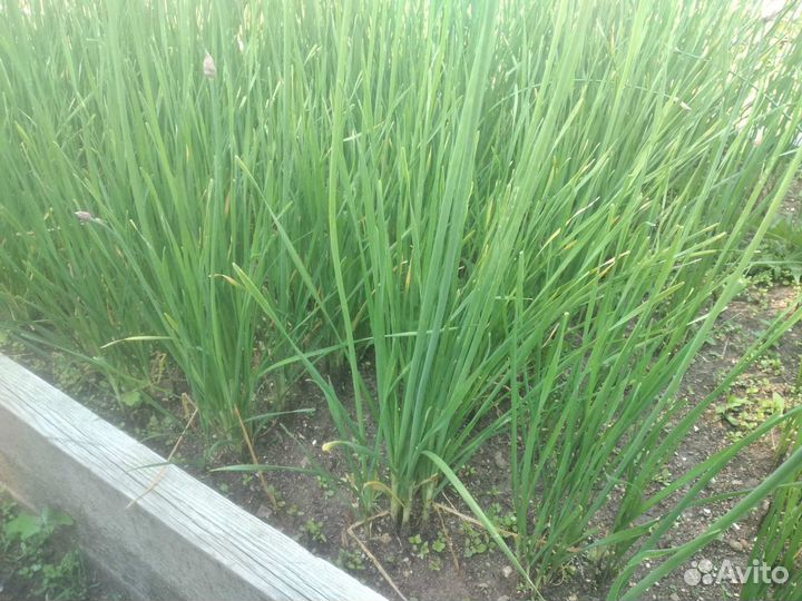 Семена зелёного чеснока (домашнего), многолетний