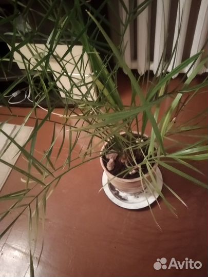 Цветы комнатные пальма