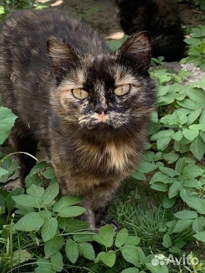 Котята 3,5 месяца