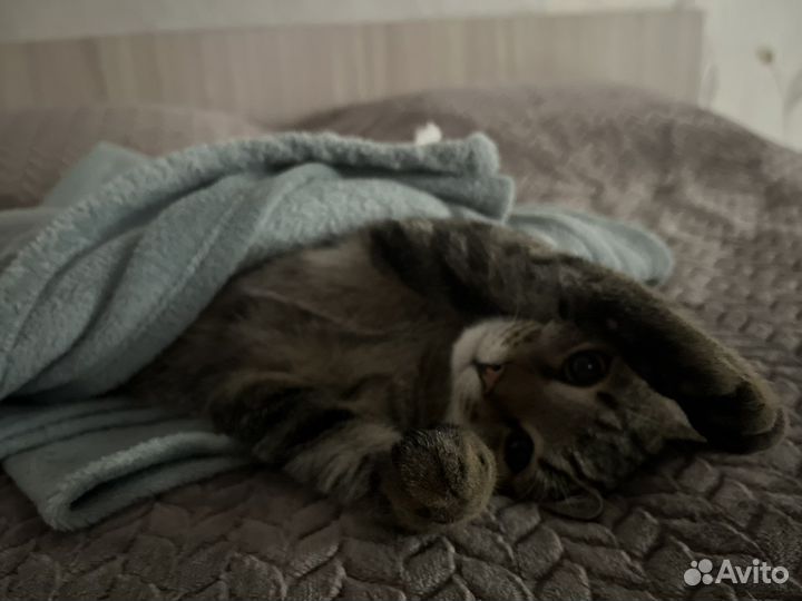 Котик бесплатно