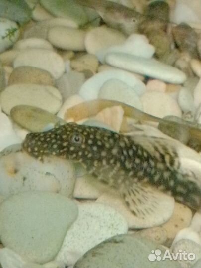 Аквариумные рыбки и растения