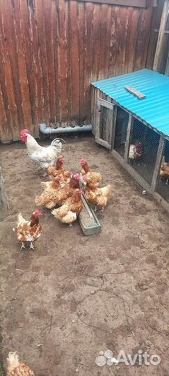 Куры несушки