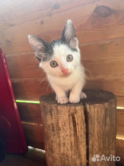 Котята в добрые руки бесплатно