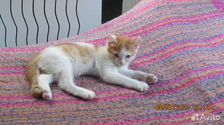 Отдам рыжего котенка в добрые руки