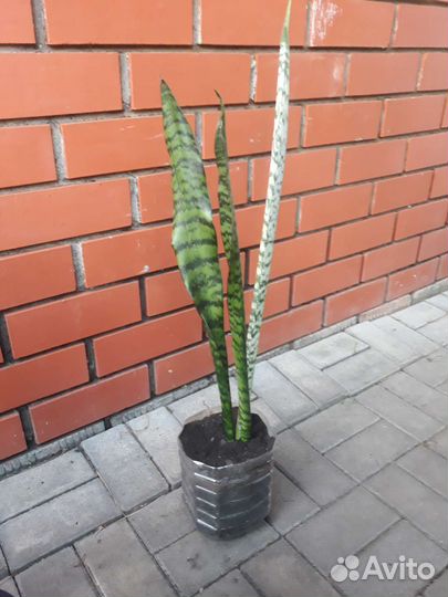 Сансевиерия, тещин язык