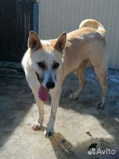 Собака в добрые руки отдам бесплатно