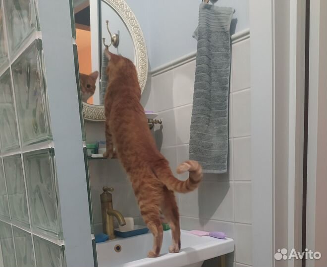 Кот на вязку бесплатно