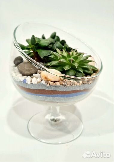 Цветы во флорариуме