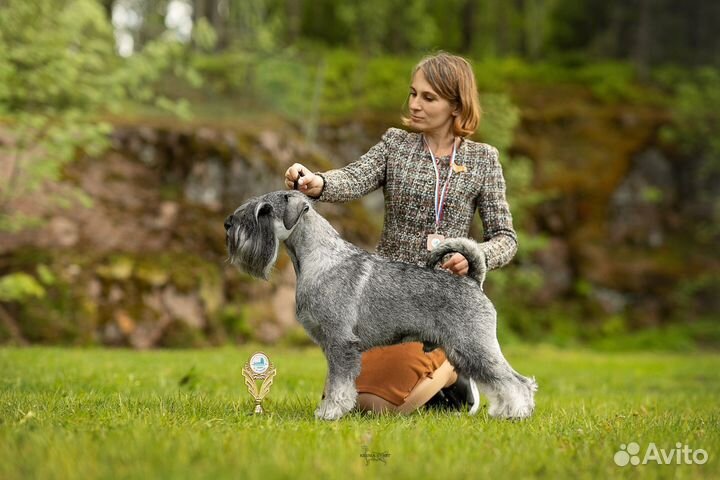 Щенки Среднего Шнауцера