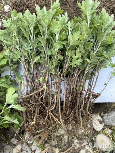 Хризантемы мультифлора