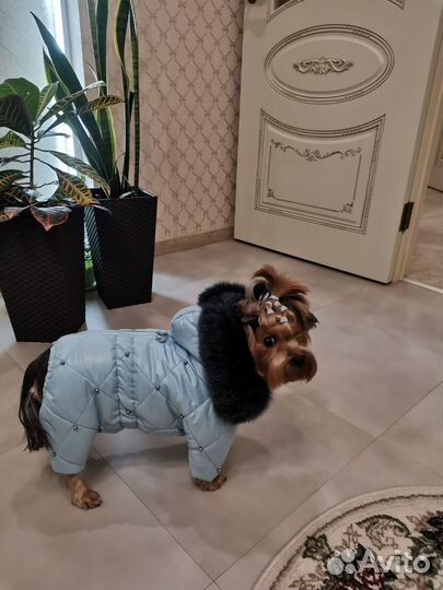 Зимний комбинезон для собак