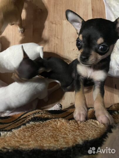 Мини той-терьер