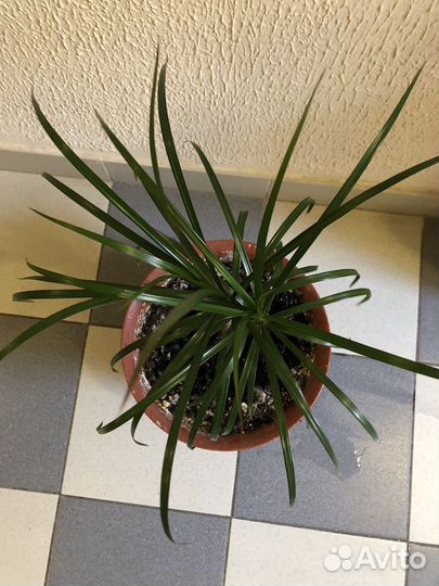 Комнатные цветы драцена