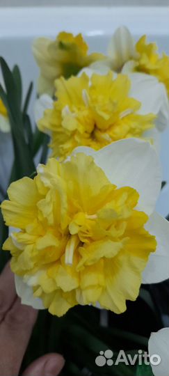 Нарциссы с луковицами