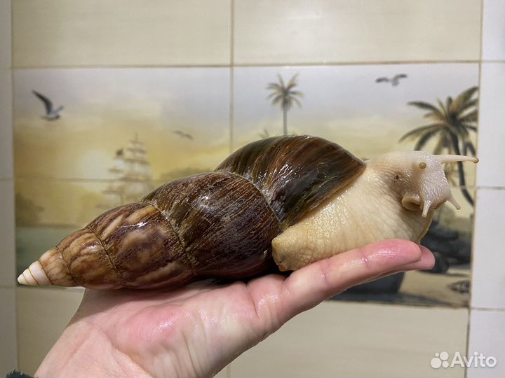 Улитки ахатины